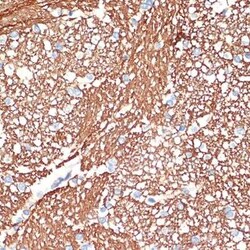 Syntaxin Rabbit anti-Human, Mouse, Rat, Clone: 7D9V8, Novus Biologicals 20 &mu;g | Buy Online | Novus Biologicals | Fisher Scientific