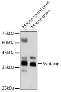 Syntaxin Rabbit anti-Human, Mouse, Rat, Clone: 7D9V8, Novus Biologicals 20 &mu;g | Buy Online | Novus Biologicals | Fisher Scientific