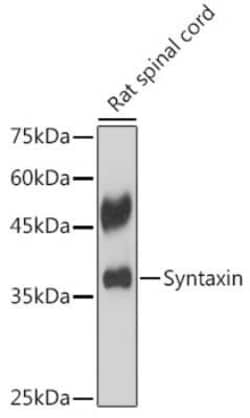Syntaxin Rabbit anti-Human, Mouse, Rat, Clone: 7D9V8, Novus Biologicals 20 &mu;g | Buy Online | Novus Biologicals | Fisher Scientific