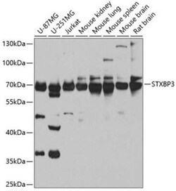 Syntaxin-BP3/Munc18c Antibody - BSA Free, Novus Biologicals 0.02 mL | Buy Online | Novus Biologicals | Fisher Scientific