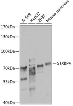 Syntaxin Binding Protein 4 Antibody - BSA Free, Novus Biologicals:Antibodies:Primary