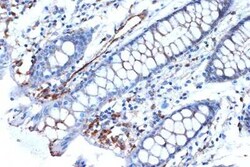 Syntenin 1 Rabbit anti-Human, Mouse, Rat, Clone: 3J5O6, Novus Biologicals:Antibodies:Primary