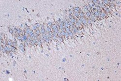 Syntenin 1 Rabbit anti-Human, Mouse, Rat, Clone: 3J5O6, Novus Biologicals:Antibodies:Primary