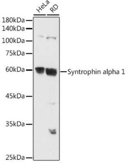 Syntrophin alpha 1 Rabbit anti-Human, Mouse, Rat, Polyclonal, Novus Biologicals 20 &mu;g | Buy Online | Novus Biologicals | Fisher Scientific