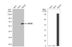Syntrophin beta 1 Antibody, Novus Biologicals 100 μg; Unconjugated:Antibodies,