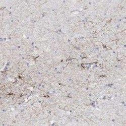 Syntrophin gamma 2 Rabbit anti-Human, Polyclonal, Novus Biologicals:Antibodies:Primary