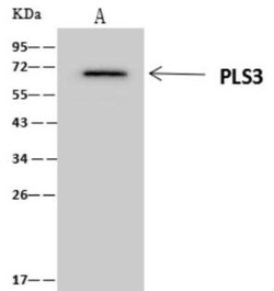 T Plastin Antibody, Novus Biologicals 100 &mu;g; Unconjugated:Antibodies,