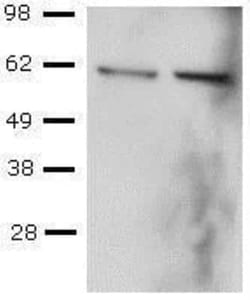 T-bet/TBX21 Antibody (39D) - BSA Free, Novus Biologicals:Antibodies:Primary