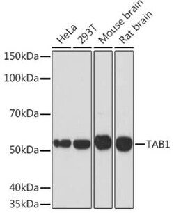 TAB1 Rabbit anti-Human, Mouse, Rat, Clone: 2W0P2, Novus Biologicals:Antibodies:Primary