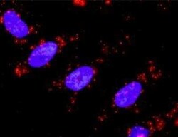 TAB1 Antibody (2A12), Novus Biologicals 0.1 mg | Buy Online | Novus Biologicals | Fisher Scientific