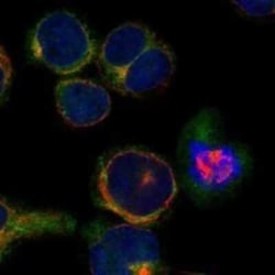 TACC1 Rabbit anti-Human, Polyclonal, Novus Biologicals 100 &mu;g; Unconjugated:Antibodies,