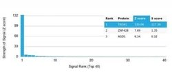 TADA1L Antibody (PCRP-TADA1-1C9) - Azide and BSA Free, Novus Biologicals