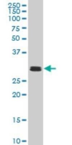 TAF11 Antibody (2G9), Novus Biologicals 0.1 mg | Buy Online | Novus Biologicals | Fisher Scientific