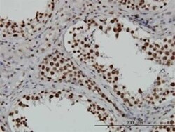 TAF11 Antibody (3D3), Novus Biologicals 0.1 mg | Buy Online | Novus Biologicals | Fisher Scientific