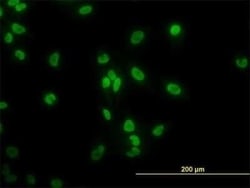 Novus Biologicals TAF11 Antibody (3G6), Novus Biologicals 0.1 mg; Unconjugated:Antibodies,