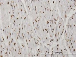 TAF11 Antibody (3H5), Novus Biologicals 0.1 mg | Buy Online | Novus Biologicals | Fisher Scientific
