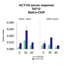 TAF12 Antibody, Novus Biologicals 100 &mu;L; Unconjugated:Antibodies, Polyclonal
