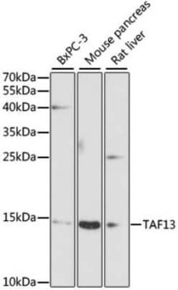 TAF13 Antibody - Azide and BSA Free, Novus Biologicals:Antibodies:Primary