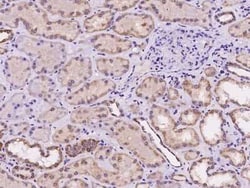 TAF4B Antibody, Novus Biologicals 50 &mu;g, Unconjugated:Antibodies, Polyclonal