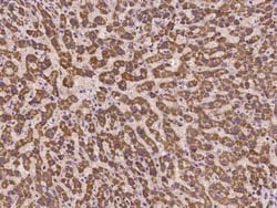 TAF4B Antibody, Novus Biologicals 50 &mu;g, Unconjugated:Antibodies, Polyclonal