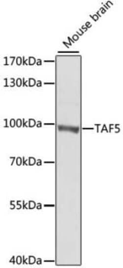 TAF5 Antibody - BSA Free, Novus Biologicals:Antibodies:Primary Antibodies