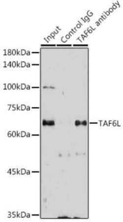 TAF6L Antibody - Azide and BSA Free, Novus Biologicals 0.02 mL, Unconjugated:Antibodies,