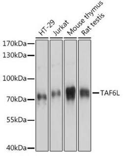 TAF6L Antibody - Azide and BSA Free, Novus Biologicals 0.02 mL, Unconjugated:Antibodies,