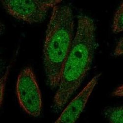 TAF7L Rabbit anti-Human, Polyclonal, Novus Biologicals:Antibodies:Primary
