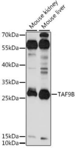 TAF9b Antibody - Azide and BSA Free, Novus Biologicals:Antibodies:Primary