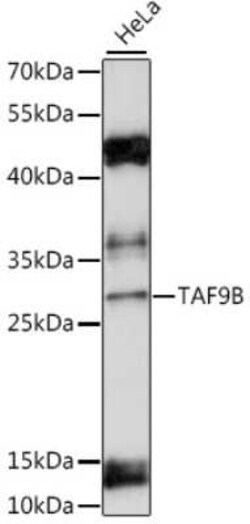 TAF9b Antibody - Azide and BSA Free, Novus Biologicals:Antibodies:Primary