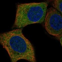 TAGAP Rabbit anti-Human, Polyclonal, Novus Biologicals 100 &mu;g | Buy Online | Novus Biologicals | Fisher Scientific