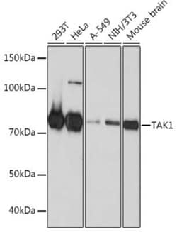 TAK1 Rabbit anti-Human, Mouse, Clone: 1W2B10, Novus Biologicals:Antibodies:Primary