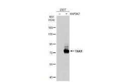 TAK1 Antibody, Novus Biologicals 100 &mu;g | Buy Online | Novus Biologicals | Fisher Scientific