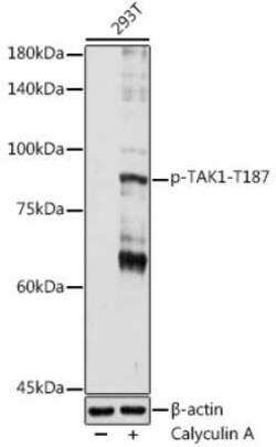 TAK1 Rabbit anti-Human, Mouse, Polyclonal, Novus Biologicals 100 &mu;g | Buy Online | Novus Biologicals | Fisher Scientific