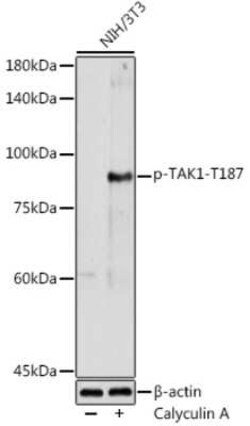 TAK1 Rabbit anti-Human, Mouse, Polyclonal, Novus Biologicals 100 &mu;g | Buy Online | Novus Biologicals | Fisher Scientific