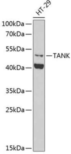 TANK Antibody - BSA Free, Novus Biologicals:Antibodies:Primary Antibodies