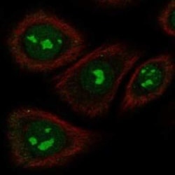 TAS2R5 Rabbit anti-Human, Polyclonal, Novus Biologicals 100 &mu;g | Buy Online | Bio-Techne | Fisher Scientific