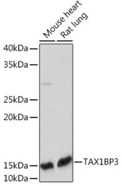 TAX1BP3 Rabbit anti-Human, Mouse, Rat, Clone: 9T0I1, Novus Biologicals:Antibodies:Primary