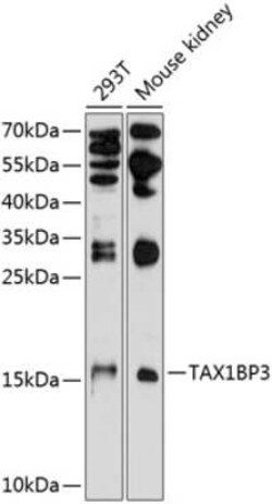 TAX1BP3 Antibody - Azide and BSA Free, Novus Biologicals:Antibodies:Primary
