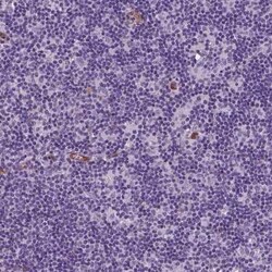 TAZ/WWTR1 Antibody (CL0371), Novus Biologicals 25 &mu;L, Unconjugated:Antibodies,