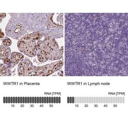 TAZ/WWTR1 Antibody (CL0371), Novus Biologicals 25 &mu;L, Unconjugated:Antibodies,