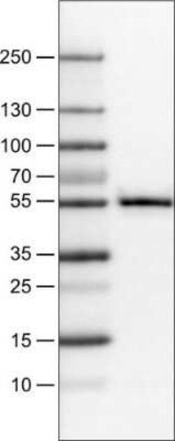TAZ/WWTR1 Antibody (CL0371), Novus Biologicals 25 &mu;L, Unconjugated:Antibodies,