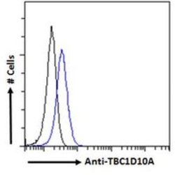 TBC1D10A Antibody, Novus Biologicals 100 &mu;g | Buy Online | Novus Biologicals | Fisher Scientific