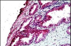 TBC1D10A Antibody, Novus Biologicals 100 &mu;g | Buy Online | Novus Biologicals | Fisher Scientific