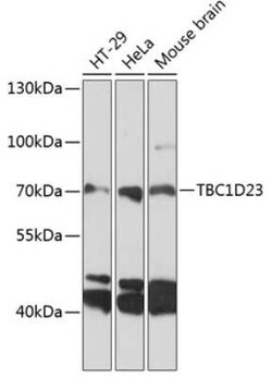 TBC1D23 Antibody - Azide and BSA Free, Novus Biologicals:Antibodies:Primary