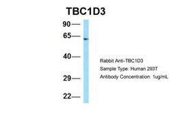 TBC1D3 Antibody, Novus Biologicals 100 &mu;L; Unconjugated:Antibodies,