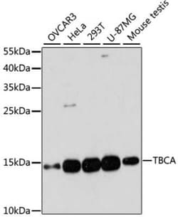 TBCA Antibody - Azide and BSA Free, Novus Biologicals:Anticorps:Anticorps
