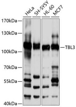 TBL3 Antibody - BSA Free, Novus Biologicals 0.1 mL; Unconjugated:Antibodies,