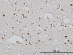 TBLR1 Antibody (3G7), Novus Biologicals 50 &mu;g | Buy Online | Novus Biologicals | Fisher Scientific