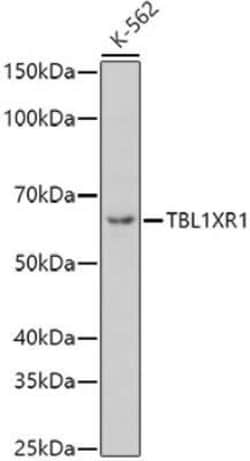 TBLR1 Antibody - Azide and BSA Free, Novus Biologicals 0.02 mL; Unconjugated:Antibodies,